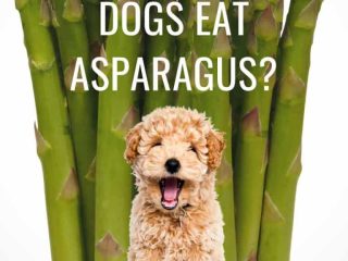 Nutritious Spears for Canines: Unveiling the Benefits and Effects of Feeding Asparagus to Dogs