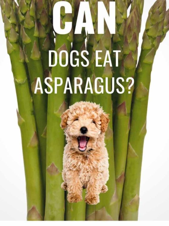 Nutritious Spears for Canines: Unveiling the Benefits and Effects of Feeding Asparagus to Dogs