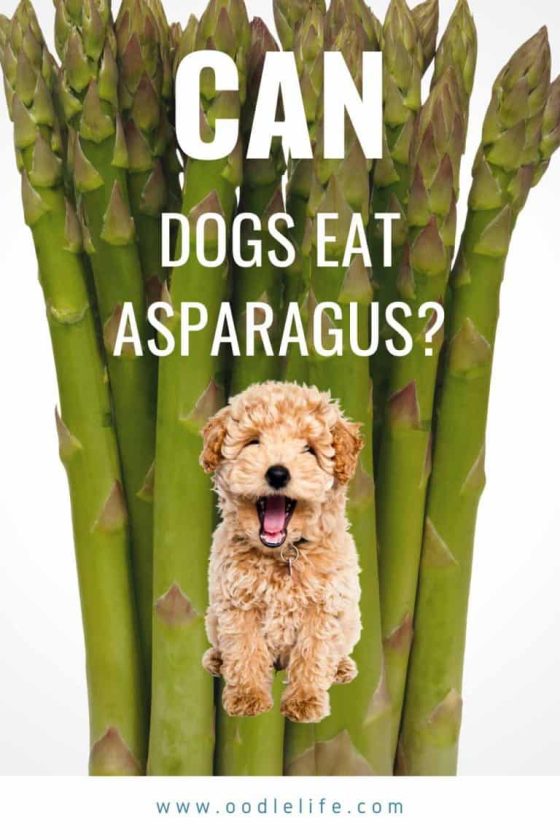 Nutritious Spears for Canines: Unveiling the Benefits and Effects of Feeding Asparagus to Dogs