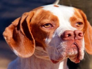 The Pachón Navarro Dog Breed