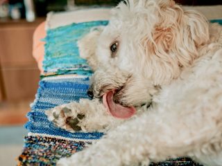 Canine Paw Licking