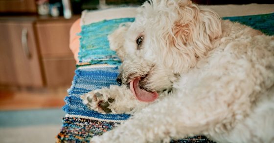 Canine Paw Licking