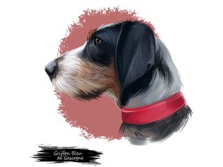 The Petit Bleu de Gascogne Dog Breed