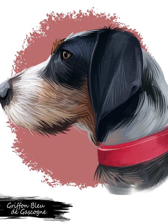 The Petit Bleu de Gascogne Dog Breed