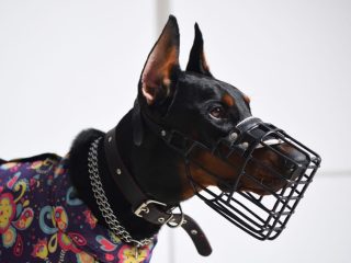Proper Usage of Dog Muzzles: Importance, Necessity, and Guidelines