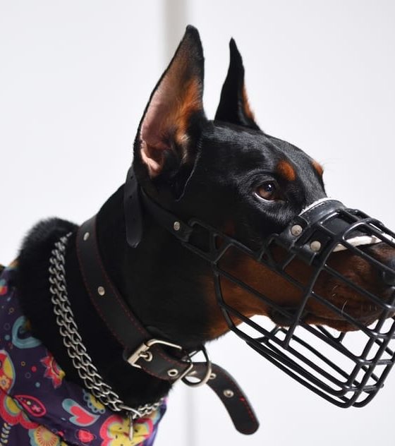 Proper Usage of Dog Muzzles: Importance, Necessity, and Guidelines