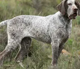 The Extinct Spanish Pointer Dog Breed