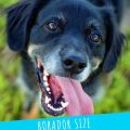 The Borador Dog Breed