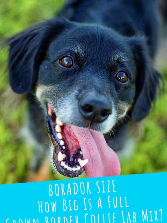 The Borador Dog Breed