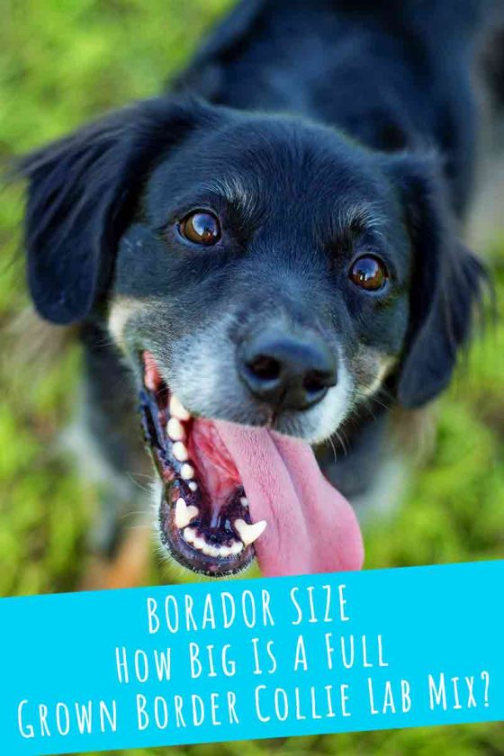 The Borador Dog Breed