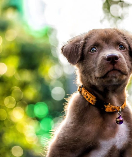 Top Locations for Dog Boarding Services in the US and Their Pricing Structure