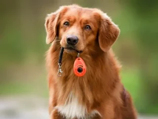 Training Dogs using Clickers