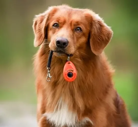 Training Dogs using Clickers