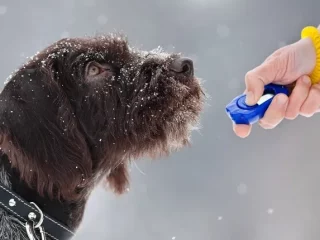 Training Dogs Using Correction-Based Methods