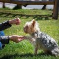 Training Dogs Using Positive Reinforcement