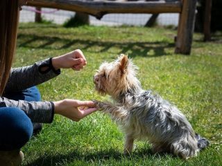 Training Dogs Using Positive Reinforcement