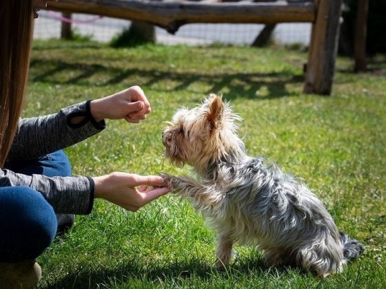 Training Dogs Using Positive Reinforcement