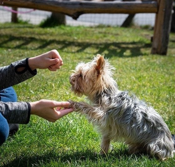 Training Dogs Using Positive Reinforcement