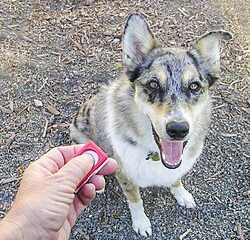 Training Dogs Using the Model-Rival Method