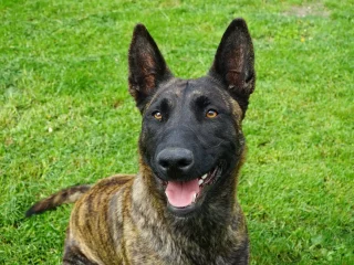 Training Dutch Shepherds