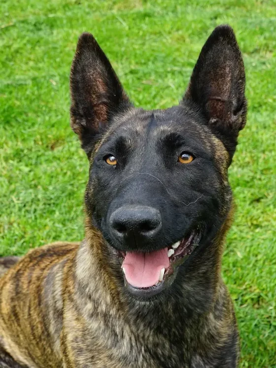 Training Dutch Shepherds