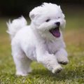 Training for Maltese Dogs