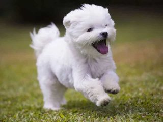 Training for Maltese Dogs