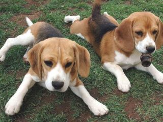 Training Methods for English Foxhounds