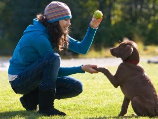 Training Program for Drever Dogs