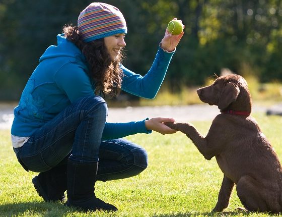 Training Program for Drever Dogs