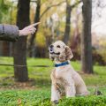 Understanding Dog Training Based on Relationships