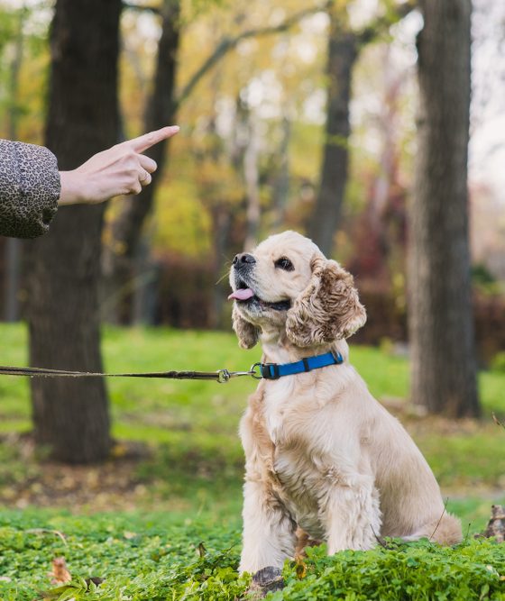 Understanding Dog Training Based on Relationships