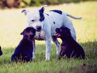 Understanding the Role of AKC Marketplace: Guidelines and Regulations for Purchasing Puppies