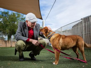 Utilizing the Alpha Method in Dog Training