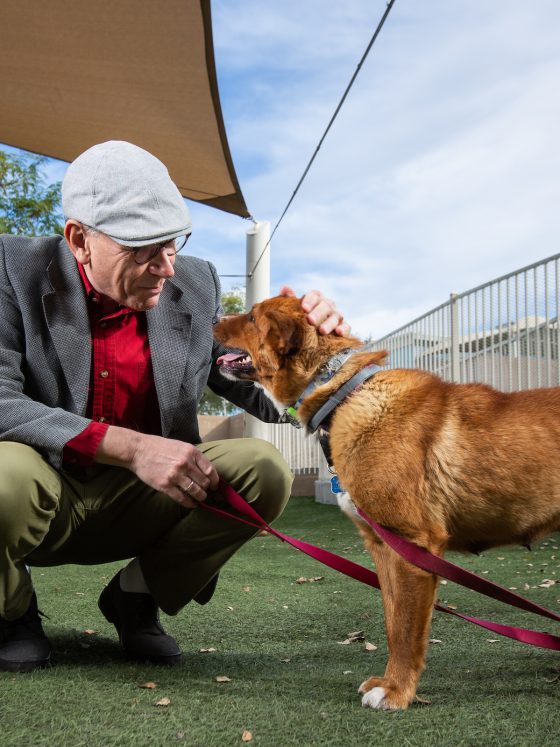 Utilizing the Alpha Method in Dog Training