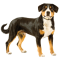 Wholesome Diets for Entlebucher Mountain Dogs