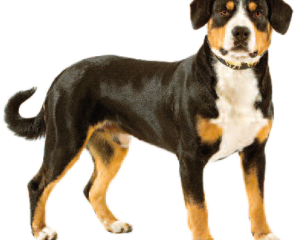 Wholesome Diets for Entlebucher Mountain Dogs